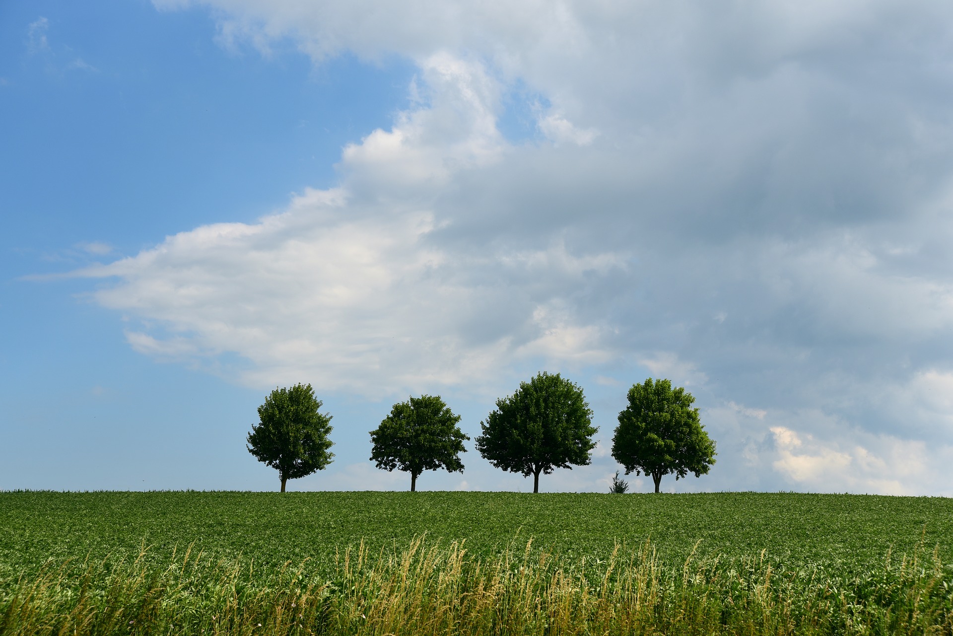 Деревья c реализация. Четыре дерева. 4 Дерева. Tree(4). Дерево картинка а4.